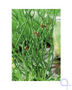 Juncus effusus spiralis - Korkenzieherbinse