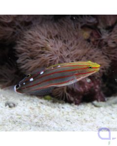 Koumansetta rainfordi - Rainfords Grundel (Amblygobius rainfordi)