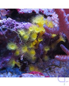 Gelbe Krustenanemone - Parazoanthus sp. - Terrazoanthus sp.