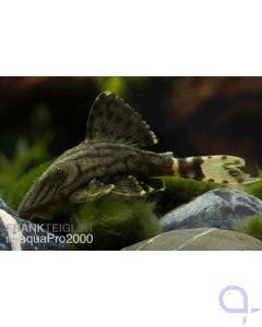 Panaque nigrolineatus - Schwarzlinien-Harnischwels - L 190