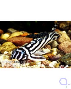 L46 - Zebrawels - Hypancistrus zebra - DNZ