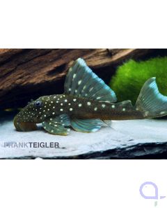 Hemiancistrus sp - Blauer Phantomwels - L 128