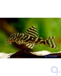 L129 - Kolumbianischer Zebrawels - Hypancistrus debilittera