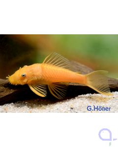  Ancistrus sp - Gelber Antennenwels - L 144