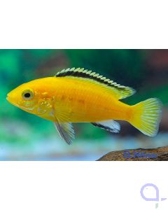 Labidochromis yellow - Labidochromis caeruleus 