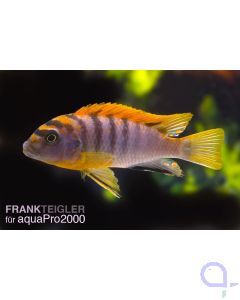 Labidochromis hongi Super Red Top