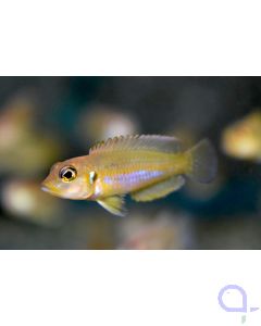 Schneckenbuntbarsch Gold - Lamprologus ocellatus