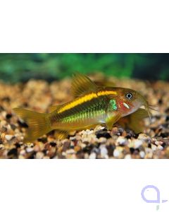 Orange Laser Panzerwels - Corydoras sp. orange laser