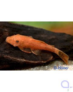 Roter Antennenwels LDA 16 Super Red - Ancistrus sp.