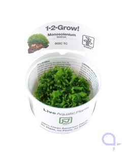 Zartes Lebermoos - Monosolenium tenerum - 1-2-Grow