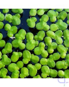 Lemna minor - Kleine Wasserlinse