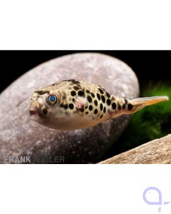 Leopardkugelfisch - Tetraodon schoutedeni