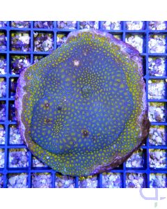Leptastrea blau grün LPS Koralle