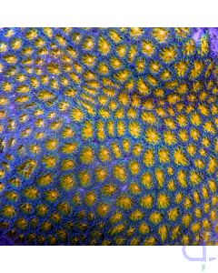 Leptastrea orange