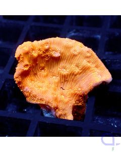 Leptoseris - Orange #53