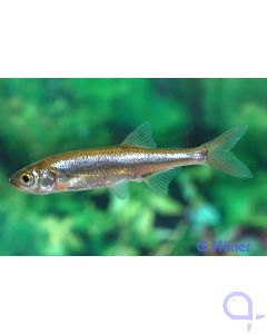 Moderlieschen - Leucaspius delineatus