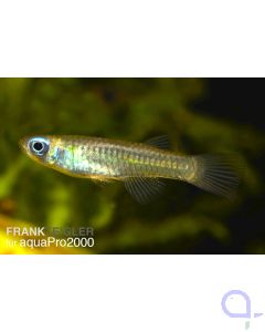 Normans Leuchtaugenfisch - Aplocheilichthys normani 