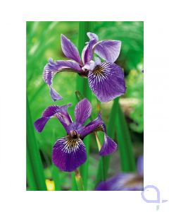 Iris Versicolor - Amerikanische Sumpfschwertlilie Blau