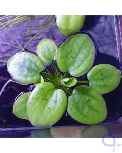 Limnobium laevigatum