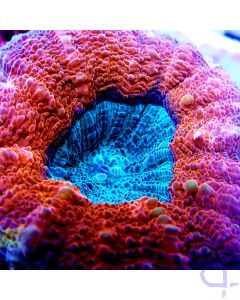 Lobophyllia sp. "Rot-Blau"