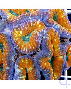 Lobophyllia corymbosa Orange