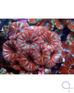 Acanthastrea lordhowensis Rot