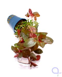 Ludwigia repens 'Rubin' - Detail