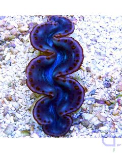 Tridacna squamosa Blau-Lila 6 cm