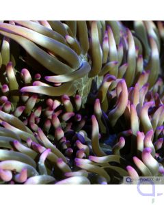 Macrodactyla doreensis - Korkenzieher-Anemone