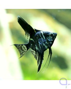 Marmor-Skalar - Pterophyllum scalare