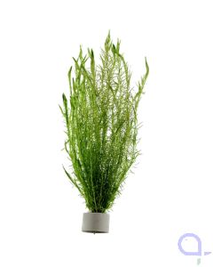 Brasilianisches Mooskraut - Mayaca fluviatilis