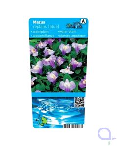 Mazus reptans blau - Kriechender Mazus Etikett