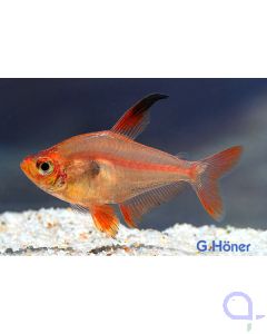 Roter Phantomsalmler- Hyphessobrycon sweglesi 
