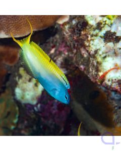 Meiacanthus atrodorsalis - blau gelber Säbelzahnschleimfisch