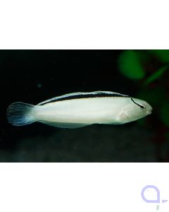 Meiacanthus smithi - Smith's Disco Blenny