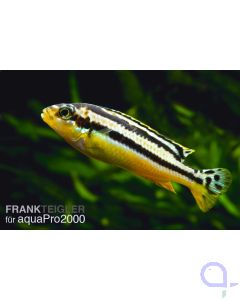 Türkisgoldbarsch - Melanochromis auratus 