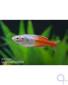 Boesemans Regenbogenfisch - Melanotaenia boesemani