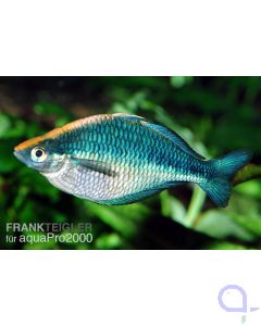Blauer Regenbogenfisch - Melanotaenia lacustris 