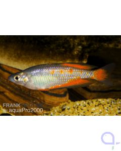 Parkinsons Regenbogenfisch - Melanotaenia parkinsoni