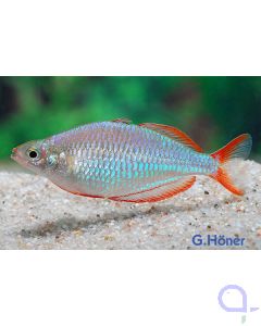 Diamant-Regenbogenfisch - Melanotaenia praecox 