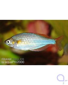 Diamant-Regenbogenfisch - Melanotaenia praecox 