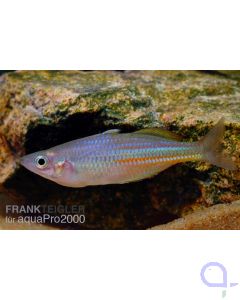 Juwelen Regenbogenfisch - Melanotaenia trifasciata 