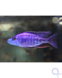 Messerbuntbarsch - Dimidiochromis compressiceps Männchen