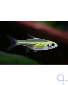 Smaragd-Zwergrasbora - Microdevario kubotai
Bildrechte Chris Lukhaup