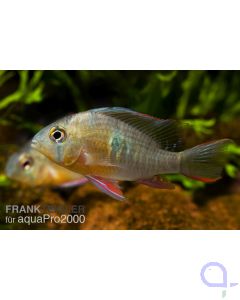 Bolivianischer Schmetterlingsbuntbarsch - Mikrogeophagus altispinosus