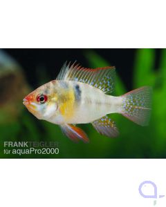 Schmetterlingsbuntbarsch - Mikrogeophagus ramirezi 