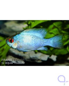 Schmetterlingsbuntbarsch Electric Blue - Mikrogeophagus ramirezi 