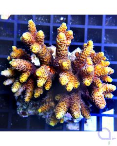 Acropora millepora - Gold #181