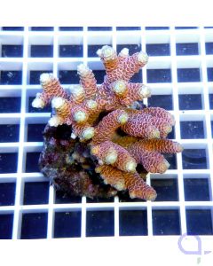 Acropora millepora pink gelb SPS Koralle