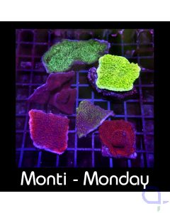 Montipora - Monti - Monday - Mix